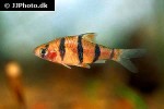 desmopuntius hexazona desmopuntius hexazona