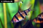 desmopuntius hexazona desmopuntius hexazona