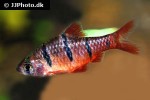 desmopuntius hexazona desmopuntius hexazona