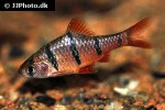 desmopuntius hexazona desmopuntius hexazona