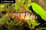 desmopuntius hexazona desmopuntius hexazona