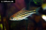 desmopuntius johorensis desmopuntius johorensis