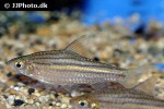 desmopuntius johorensis desmopuntius johorensis