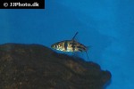 desmopuntius johorensis desmopuntius johorensis