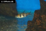 desmopuntius johorensis desmopuntius johorensis