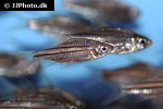 desmopuntius johorensis desmopuntius johorensis