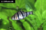 desmopuntius pentazona desmopuntius pentazona