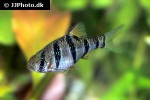 desmopuntius pentazona desmopuntius pentazona