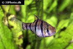 desmopuntius pentazona desmopuntius pentazona