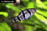 desmopuntius pentazona desmopuntius pentazona