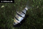 desmopuntius pentazona desmopuntius pentazona