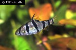 desmopuntius pentazona desmopuntius pentazona