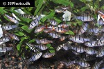 desmopuntius pentazona desmopuntius pentazona