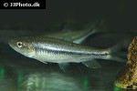 nipponocypris temmincki nipponocypris temmincki
