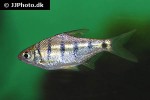 osteobrama belangeri osteobrama belangeri
