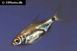osteobrama species osteobrama species