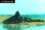 acrochordonichthys rugosus acrochordonichthys rugosus