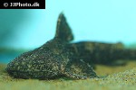 acrochordonichthys rugosus acrochordonichthys rugosus