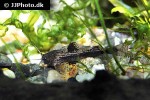 akysis maculipinnis akysis maculipinnis