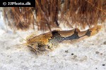 akysis portellus akysis portellus