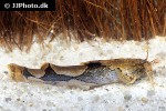 akysis portellus akysis portellus
