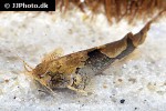 akysis portellus akysis portellus