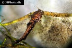 parakysis notialis parakysis notialis