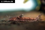 parakysis notialis parakysis notialis