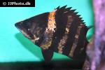 datnioides campbelli datnioides campbelli