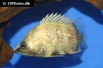 datnioides campbelli datnioides campbelli