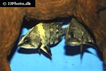 datnioides campbelli datnioides campbelli