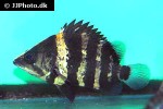 datnioides campbelli datnioides campbelli