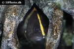 datnioides campbelli datnioides campbelli