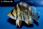 datnioides microlepis datnioides microlepis