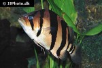 datnioides microlepis datnioides microlepis