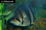 datnioides microlepis datnioides microlepis
