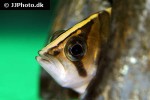 datnioides microlepis datnioides microlepis