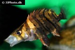 datnioides microlepis datnioides microlepis
