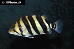 datnioides microlepis datnioides microlepis