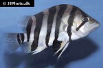 datnioides polota datnioides polota