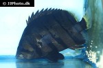 datnioides polota datnioides polota