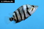 datnioides polota datnioides polota