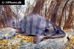 datnioides polota datnioides polota