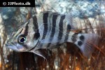 datnioides polota datnioides polota