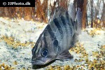 datnioides polota datnioides polota