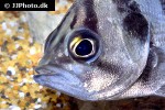 datnioides polota datnioides polota