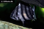 datnioides polota datnioides polota