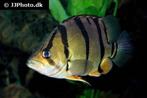 Asian Tiger Perch