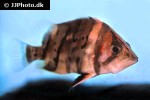 datnioides undecimradiatus datnioides undecimradiatus