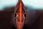 datnioides undecimradiatus datnioides undecimradiatus